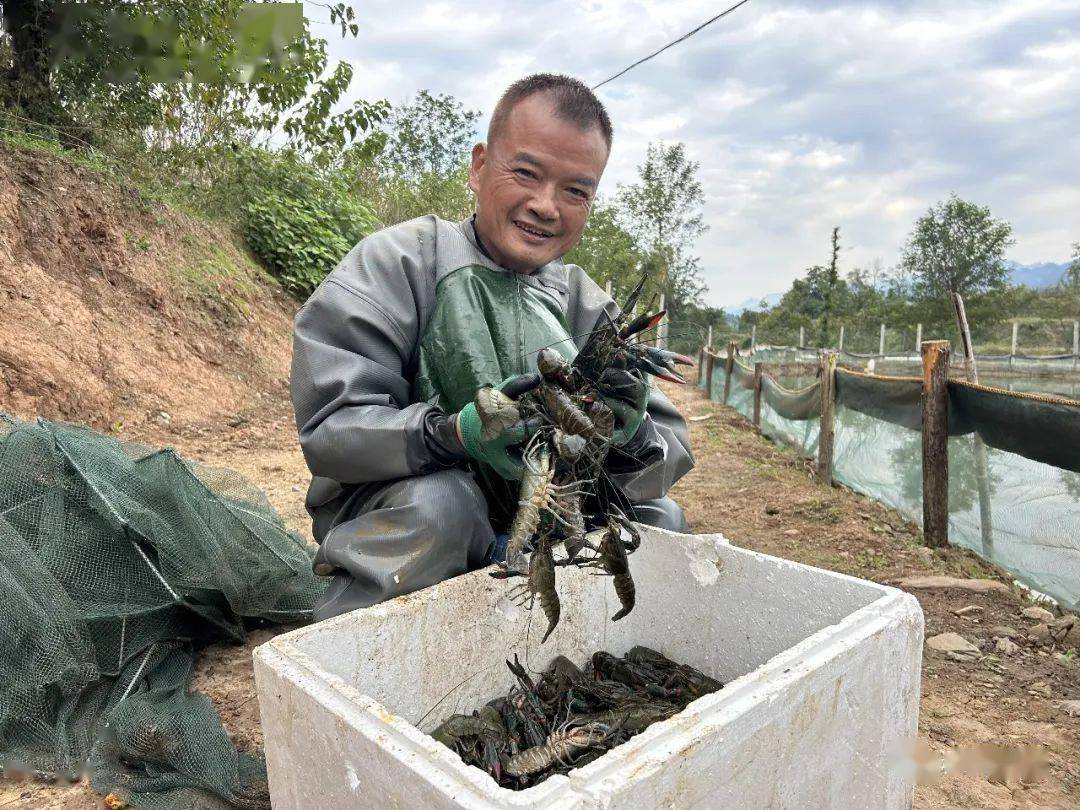 澳洲淡水龙虾在汉阴试养成功