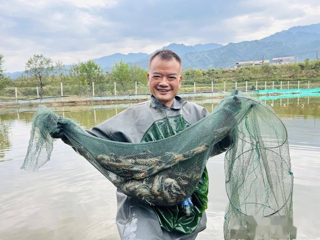 澳洲淡水龙虾在汉阴试养成功